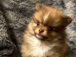 Pomeranian dogs Buster Brown - Ad 11