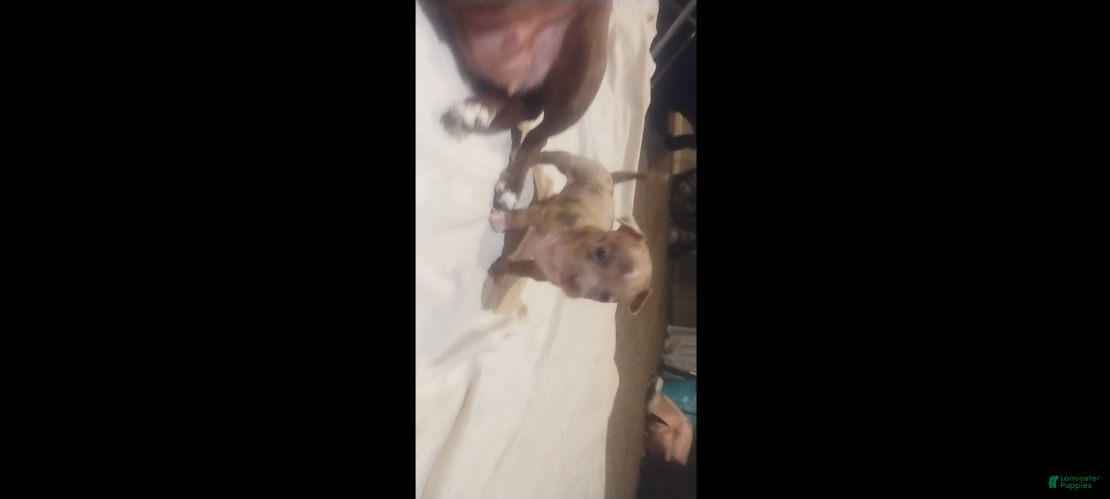 Chiweenie dogs Chiweenie Puppy 2 - Ad 2