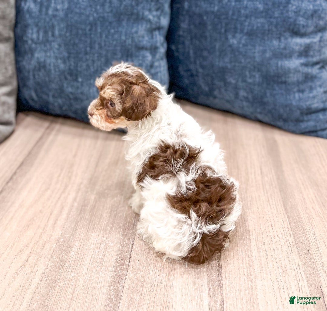 Yorkiepoo dogs for sale: Cocoa - Ad 5