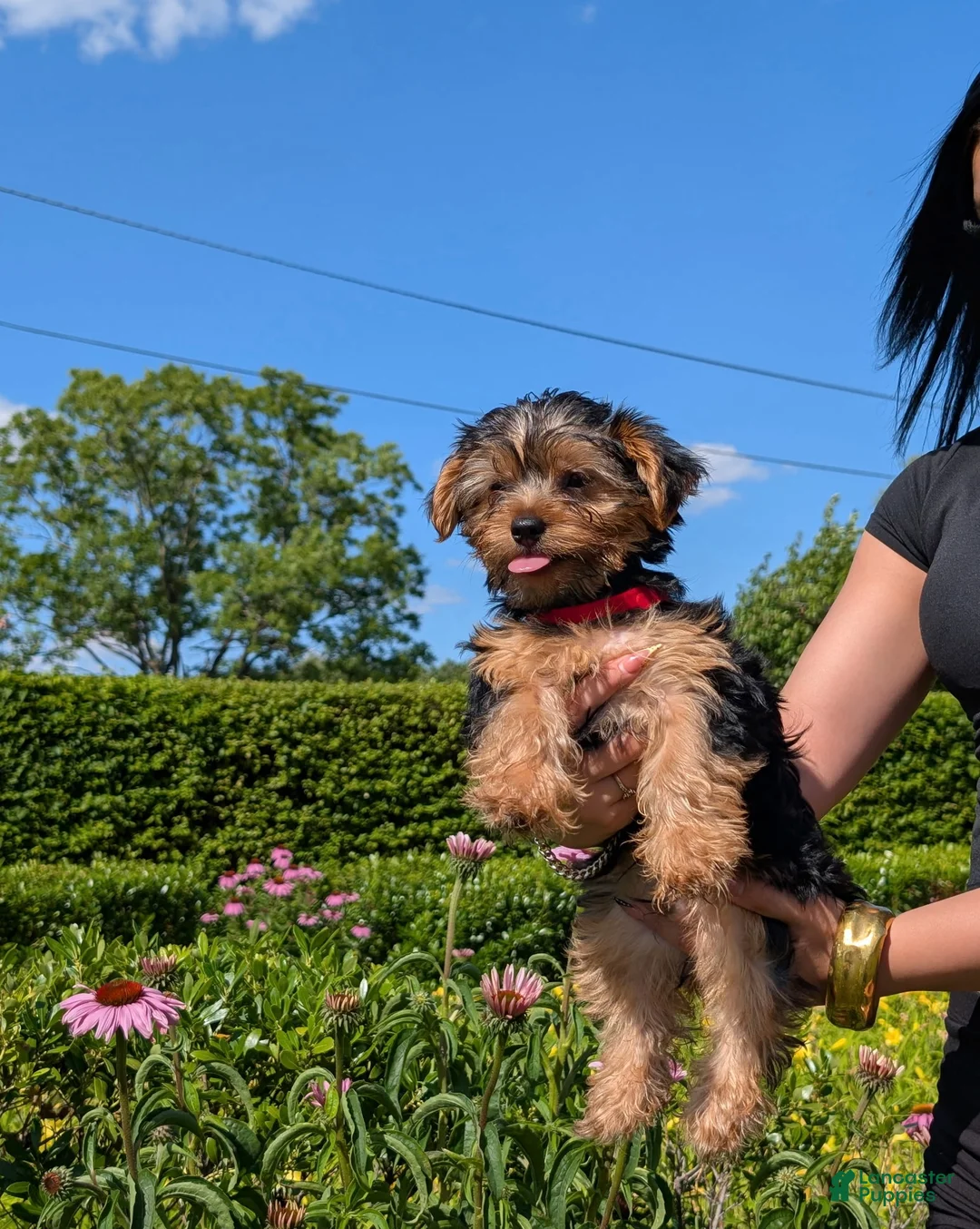 Yorkshire Terrier dogs for sale: Yorkshire Terrier 1 - Ad 2