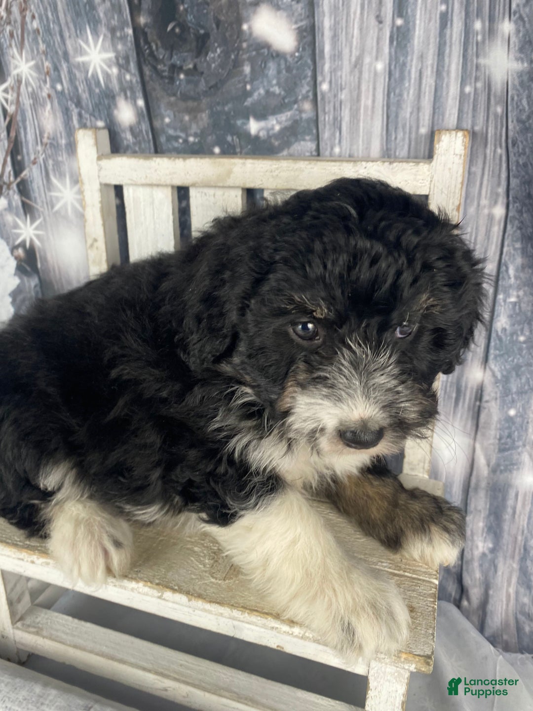 Aussiedoodle dogs for sale: Bella - Ad 17