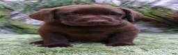 Labrador Retriever dogs for sale: Woody - Ad 8
