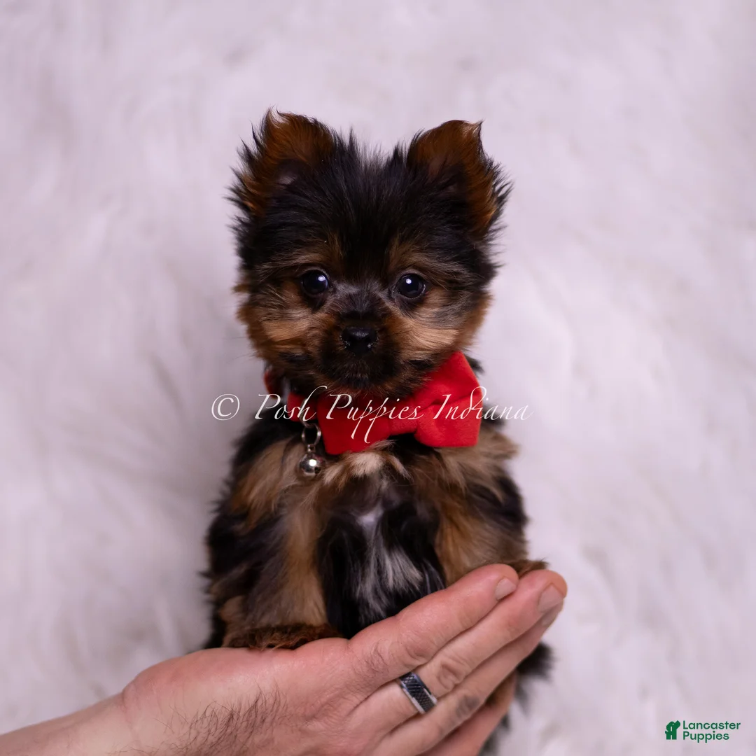 Yorkshire Terrier dogs for sale: Teacup Roku - Ad 6