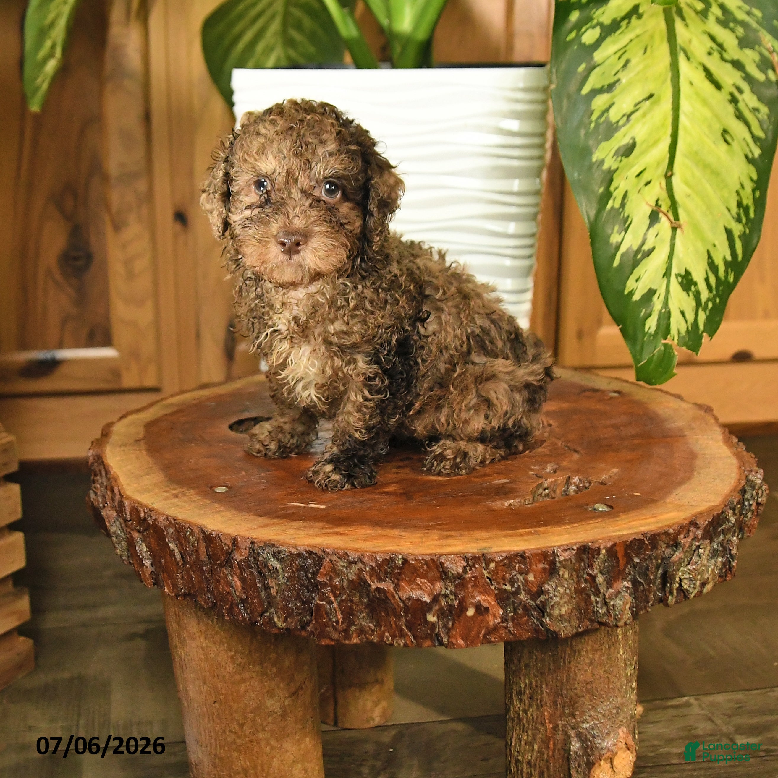 Miniature Poodle dogs Arthur - Ad 1