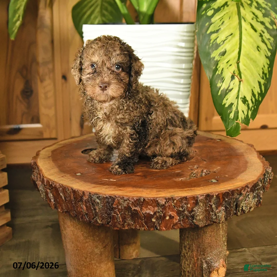 Miniature Poodle dogs for sale: Arthur - Ad 1
