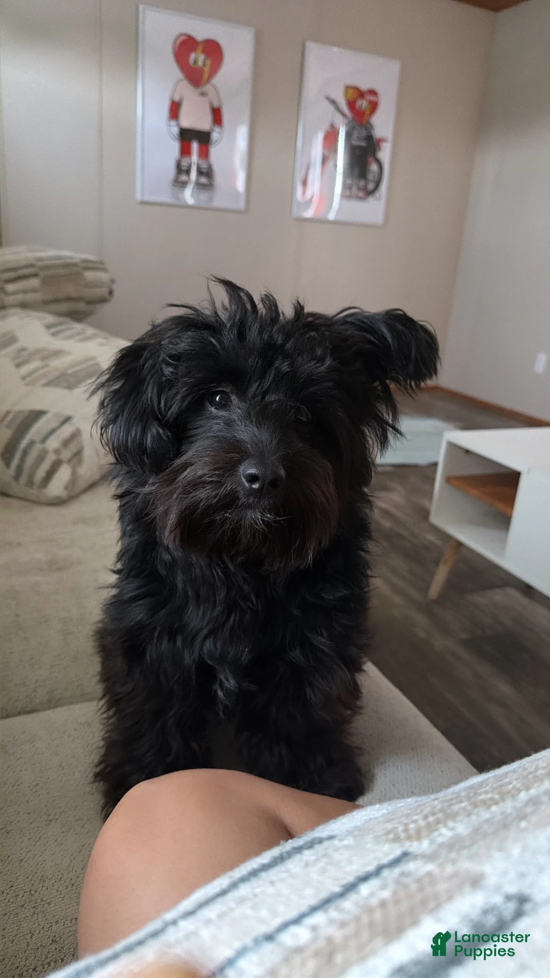 Pomapoo dogs for sale: Pomapoo 1 - Ad 1