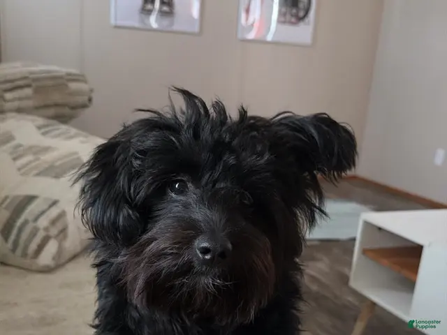 Pomapoo dogs for sale: Pomapoo 1 - Ad 1