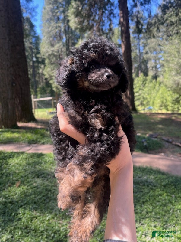 Toy Poodle dogs Boy 1  - Ad 3