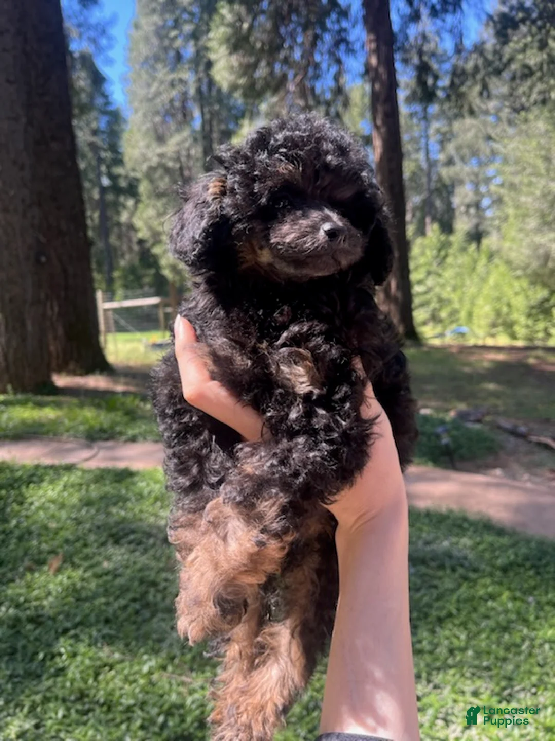 Toy Poodle dogs for sale: Boy 1  - Ad 1
