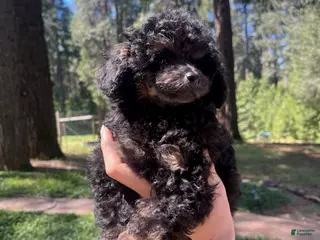 Toy Poodle dogs Boy 1 - Ad 3