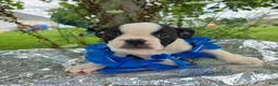 Olde English Bulldogge dogs for sale: Forky - Ad 4