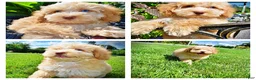 Havapoo dogs for sale: Gracie - Ad 1