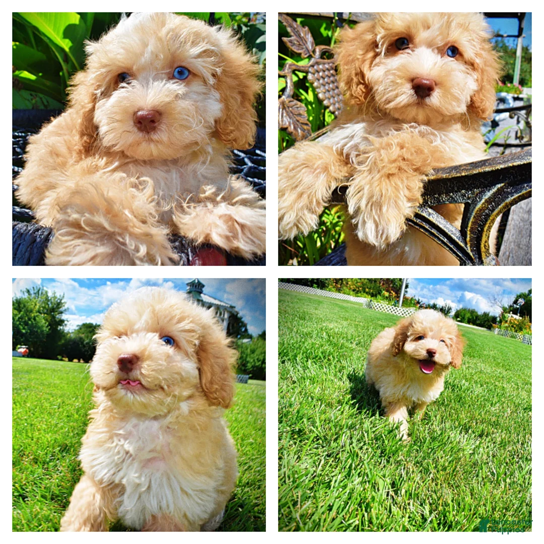Havapoo dogs for sale: Gracie - Ad 1