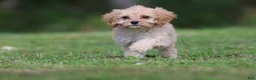 Cavapoo dogs for sale: Dexter - Ad 2