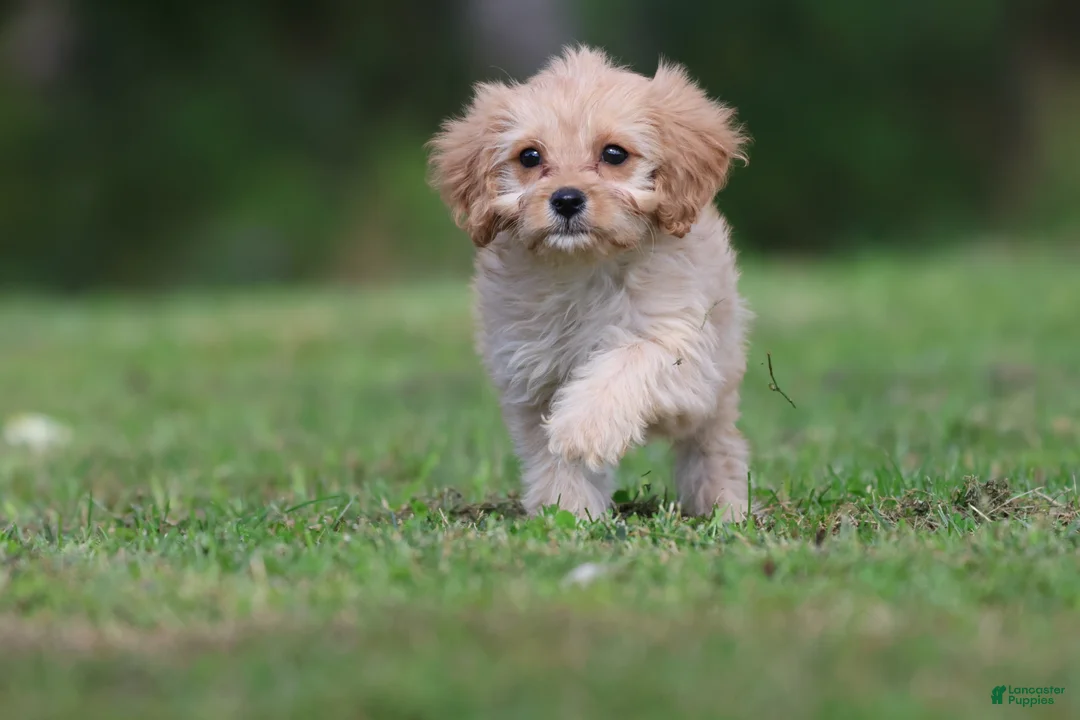 Cavapoo dogs for sale: Dexter - Ad 2