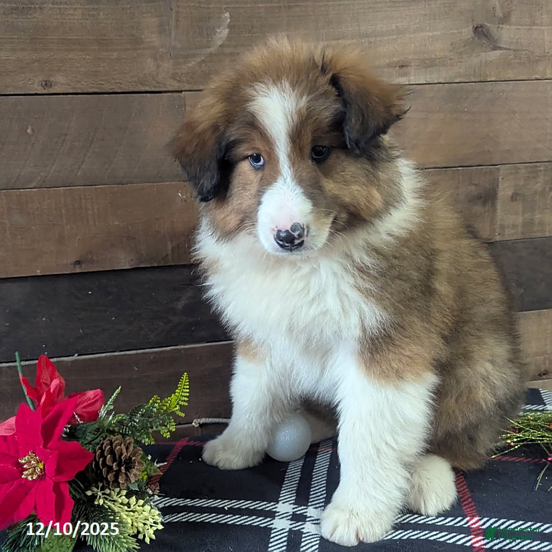 Mixed Breed dogs for sale: Benson - Ad 5