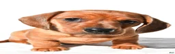 Dachshund dogs for sale: Tyler  - Ad 8