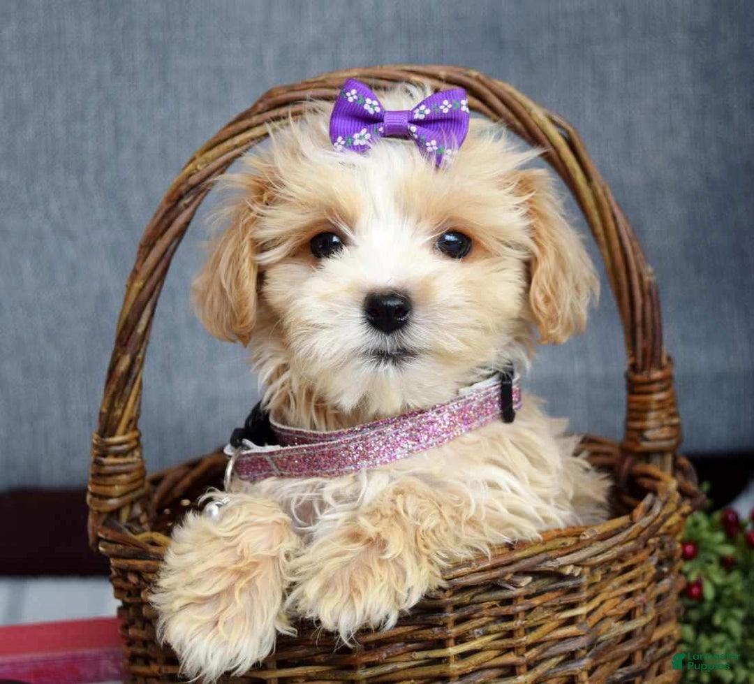 Maltipoo dogs for sale: Flo  - Ad 5