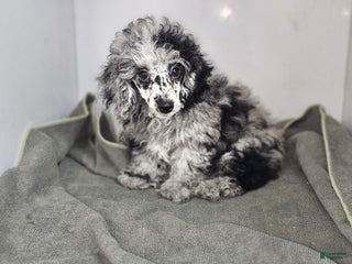 Toy Poodle dogs - Ad 4