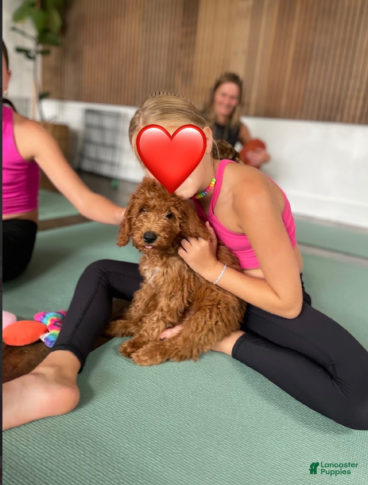 Goldendoodle dogs 💚 Mr. Green - Ad 1