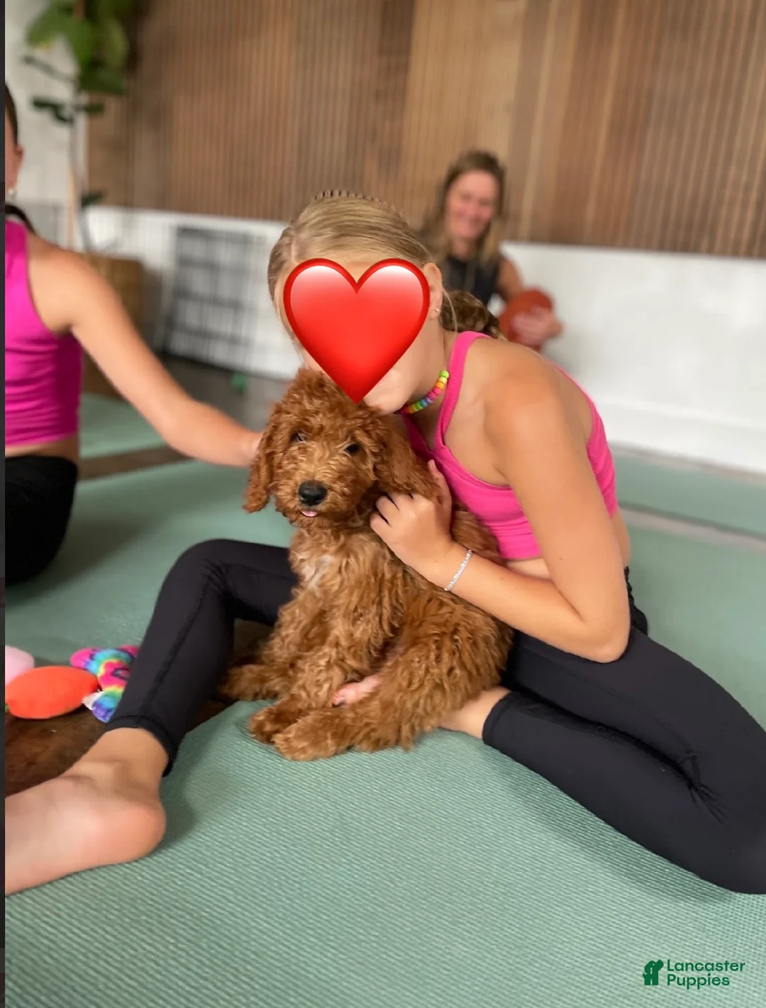 Goldendoodle dogs for sale: 💚 Mr. Green - Ad 1