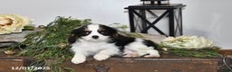Cavalier King Charles Spaniel dogs for sale: Seth - Ad 4