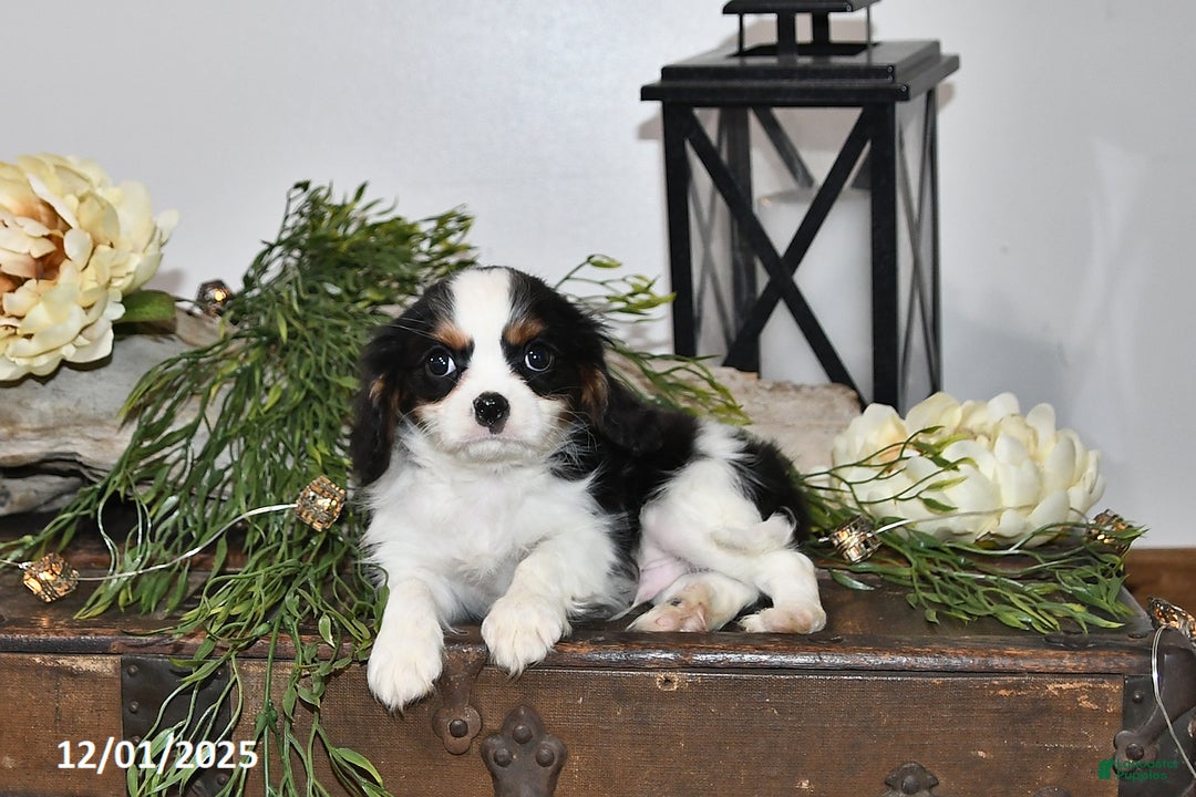 Cavalier King Charles Spaniel dogs for sale: Seth - Ad 4