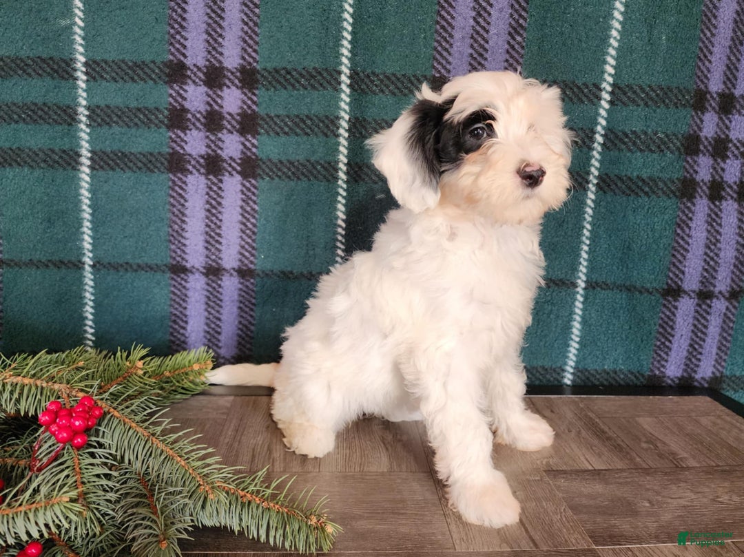 Mini Bernedoodle dogs for sale: Sparkle - Ad 16