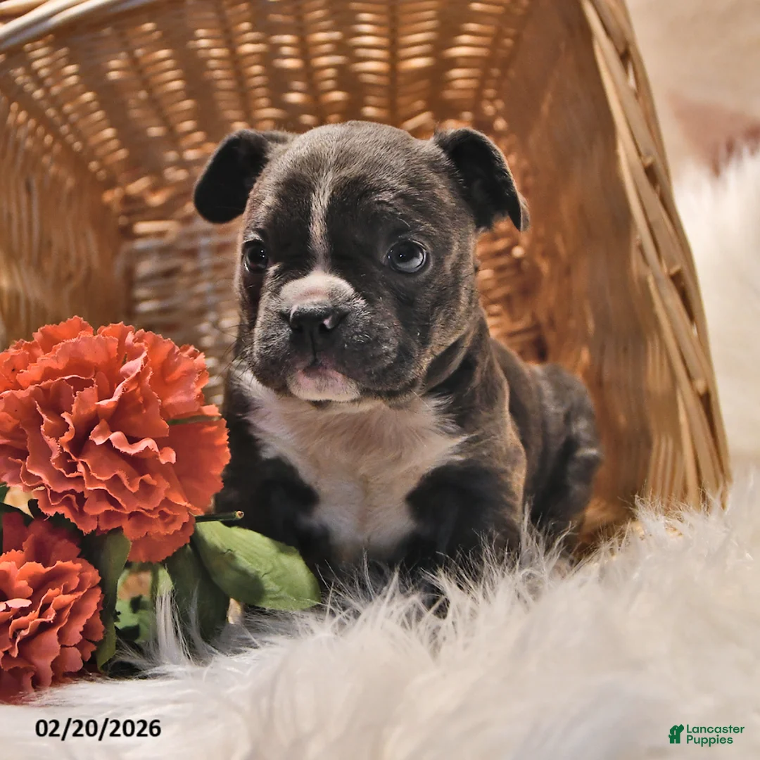 Frenchton dogs for sale: Glimmer - Ad 3