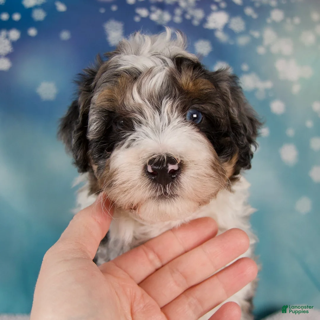 Mini Bernedoodle dogs for sale: Crew - Ad 7