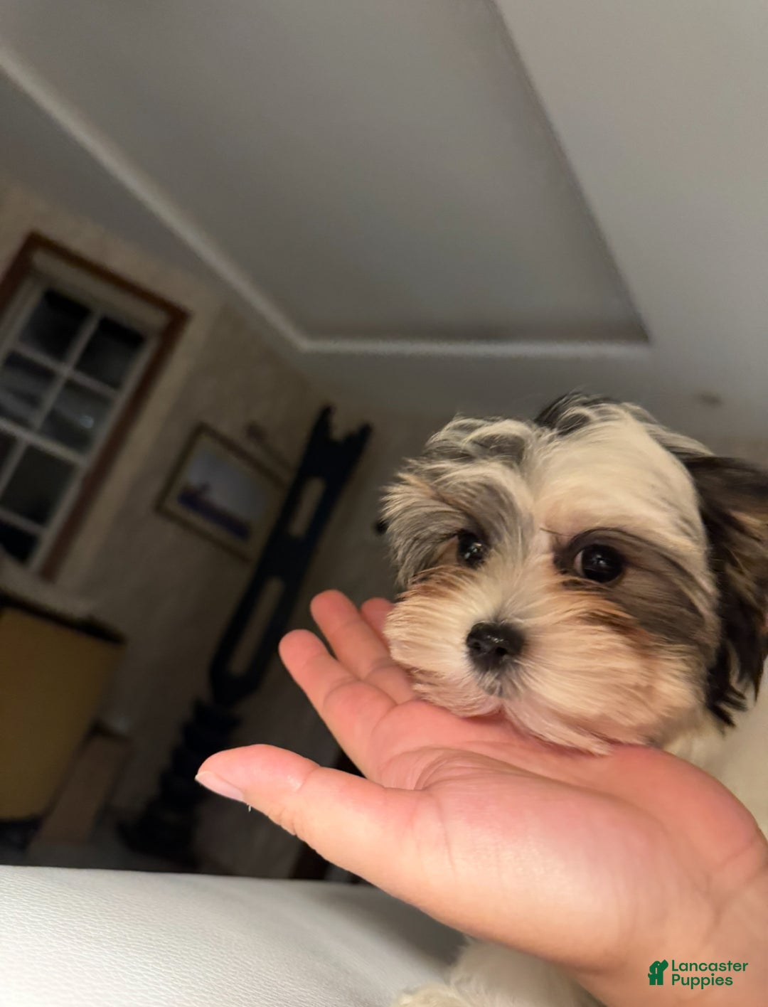 Morkie dogs for sale: Rice - Ad 2