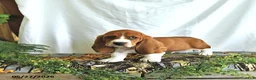 Basset Hound dogs for sale: Dexter - Ad 3