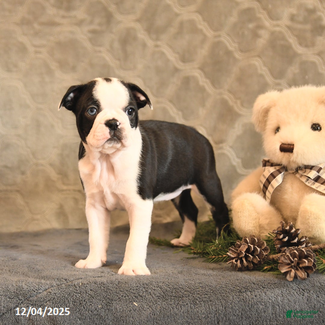 Boston Terrier dogs for sale: Azure - Ad 3