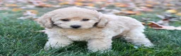Bichpoo dogs for sale: Carmen - Ad 4