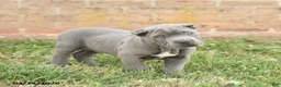 Cane Corso dogs for sale: Cody - Ad 3