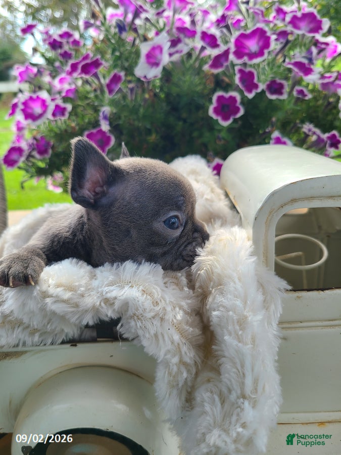 Frenchton dogs Maggie - Ad 2