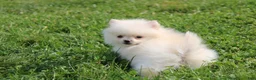 Pomeranian dogs for sale: Mochi - Ad 12