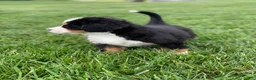 Bernese Mountain Dog dogs for sale: Elvis - Ad 4