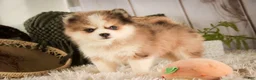 Pomsky dogs for sale: Sebastian - Ad 7