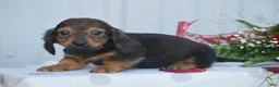 Miniature Dachshund dogs for sale: Austin - Ad 6