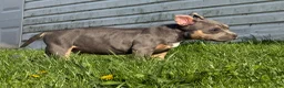 American Bully dogs for sale: Big Mac - Ad 2