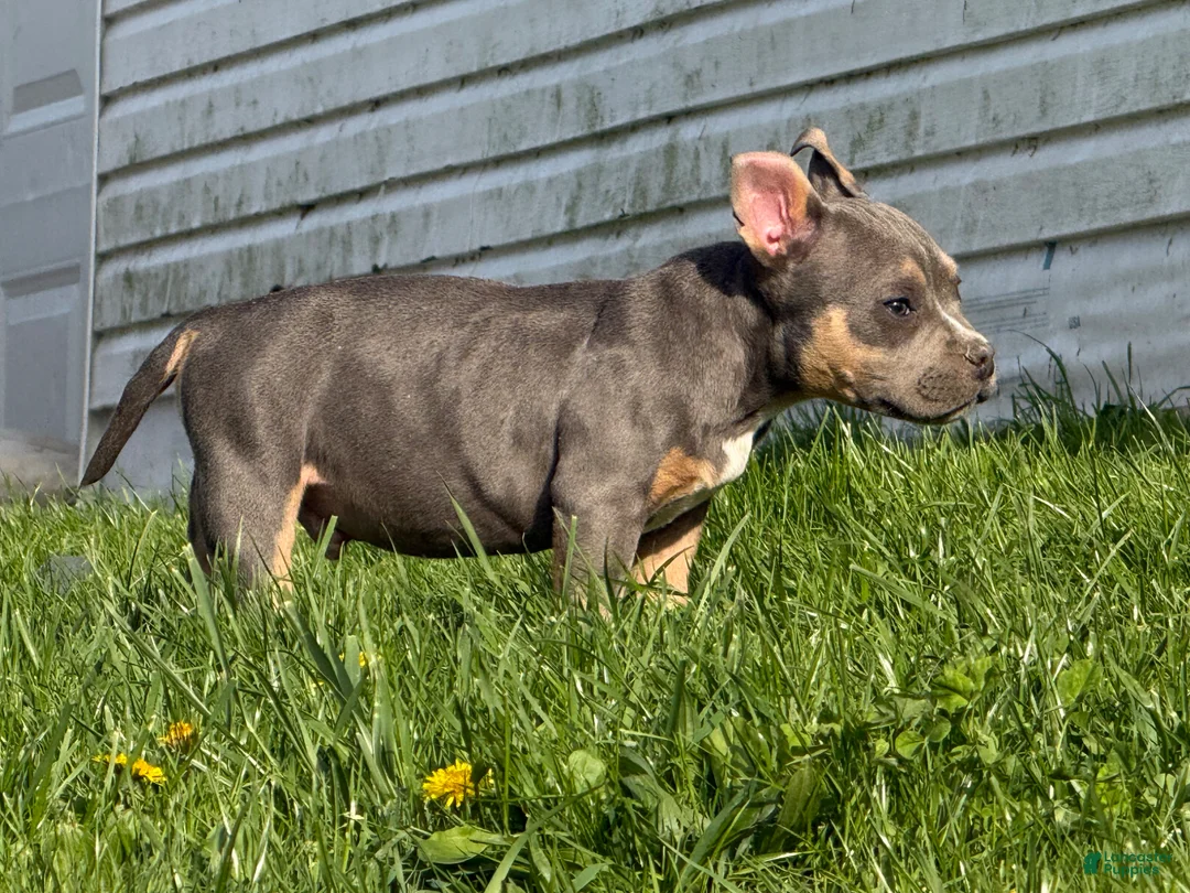 American Bully dogs for sale: Big Mac - Ad 2
