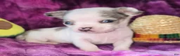 Chihuahua dogs for sale: Rocky  - Ad 2