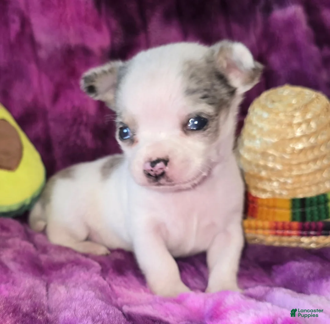 Chihuahua dogs for sale: Rocky  - Ad 2