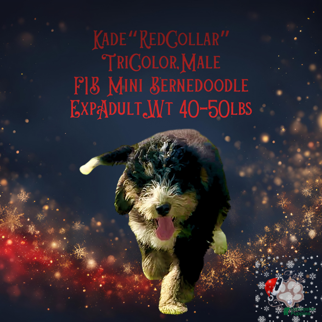 Mini Bernedoodle dogs for sale: Kade “Red Collar” Male - Ad 3