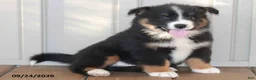 Mixed Breed dogs for sale: Craig - Ad 3