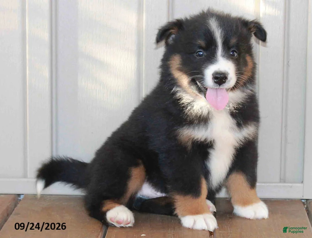 Mixed Breed dogs for sale: Craig - Ad 3