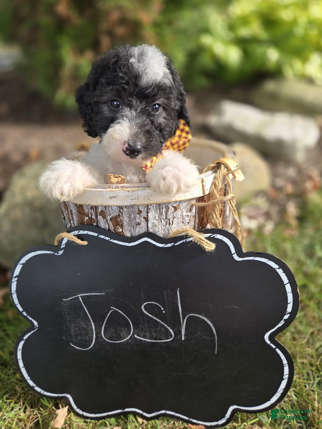 Mini Sheepadoodle dogs for sale: Josh - Ad 8