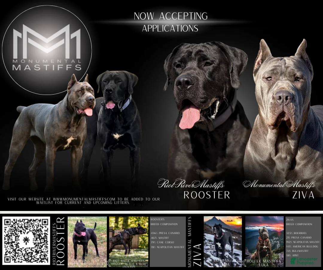 Mixed Breed dogs for sale: Grey Collar Male - Ad 5