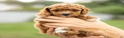 Mini Goldendoodle dogs for sale: Anjali - Ad 1